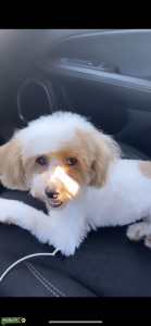 looking for stud dog  Listing Image