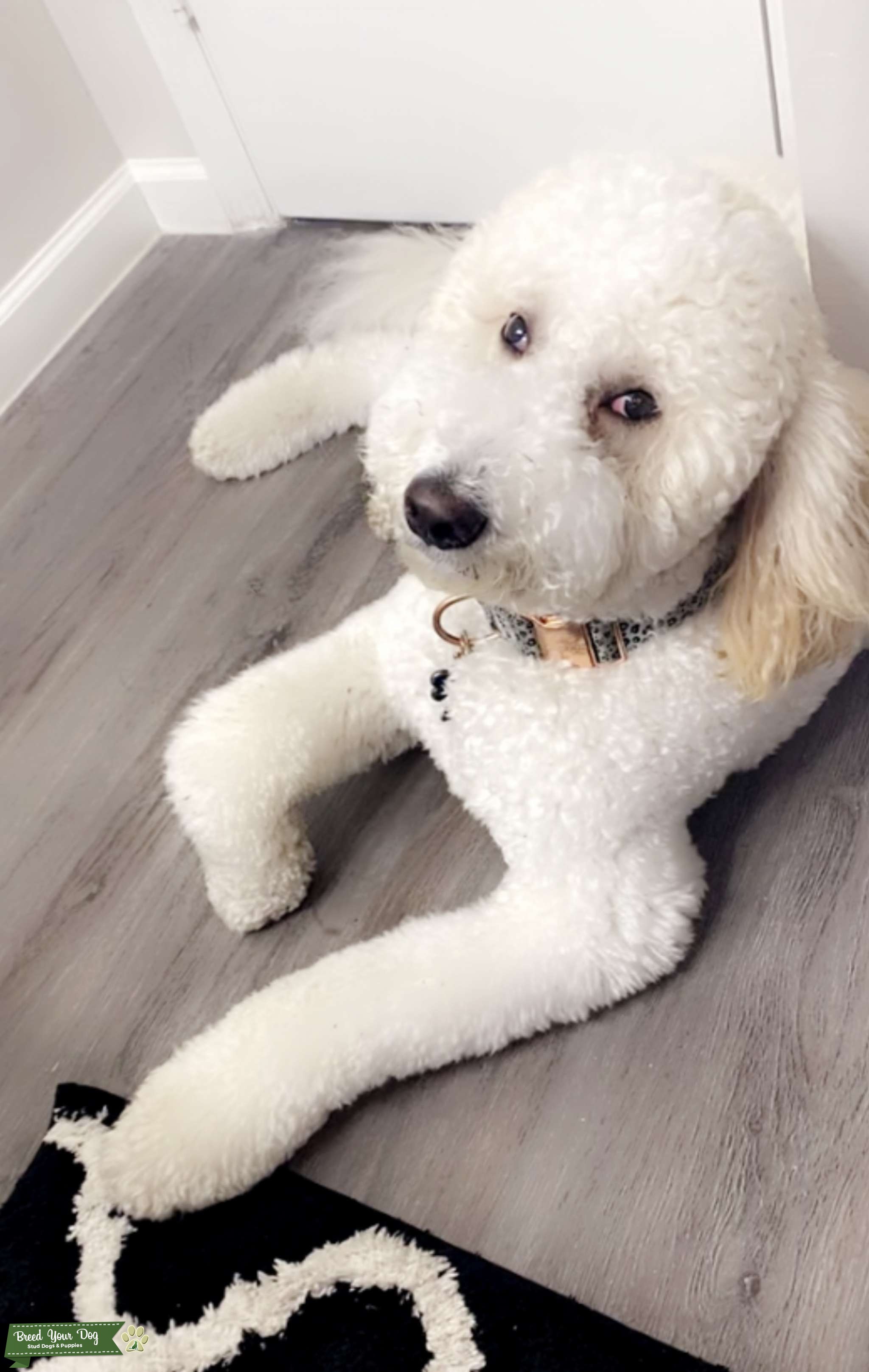 PURE BREED AUSTRALIAN LABRADOODLE Stud Dog in Fort Myers, the Isle of