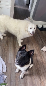 Female Brindle and white Akita Listing Image
