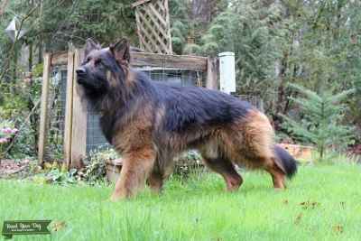Black and Red Long Hair German Shepherd - Stud Dog in Washington, the