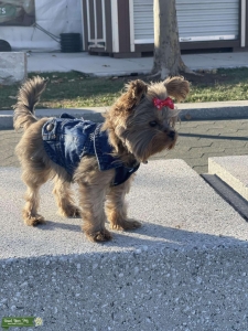 Lola is looking for a man.-Half Yorkie Listing Image