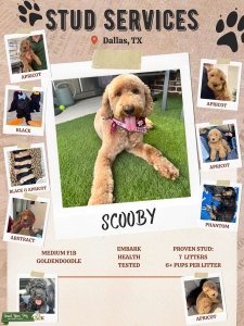 Apricot F1B Medium Goldendoodle Listing Image