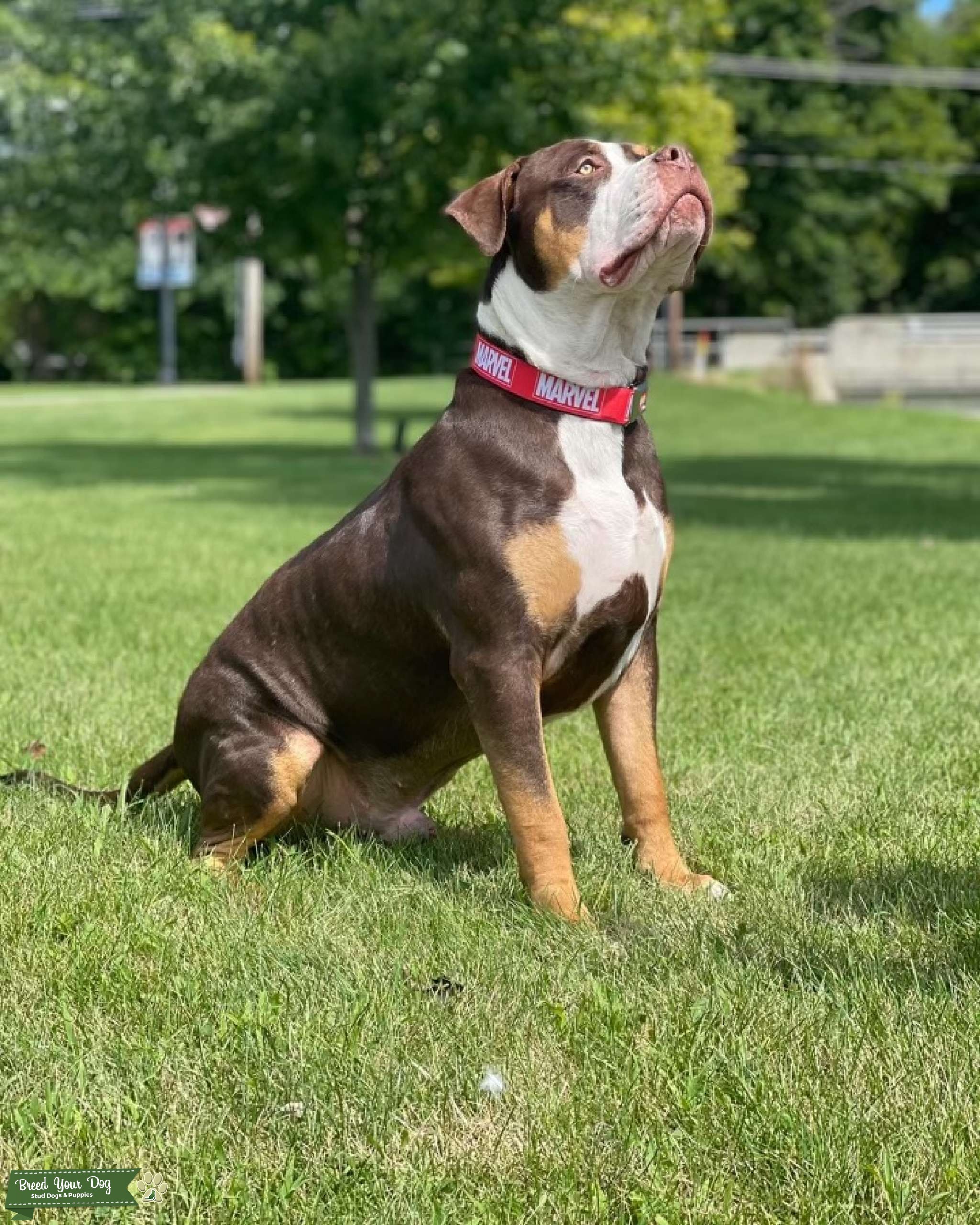 CHOCOLATE XL AMERICAN BULLY Stud Dog in Ohio, the United States