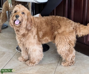 F1 Goldendoodle  Listing Image
