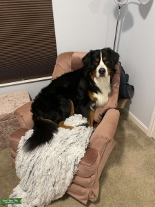 Bernese Mountain Dog dream stud purebred prince looking for purebred princess Listing Image