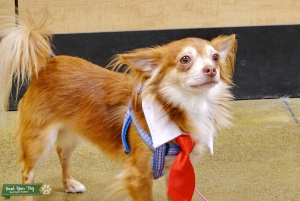 Longhair Deerhead Chihuahua Stud - 8lbs  Listing Image