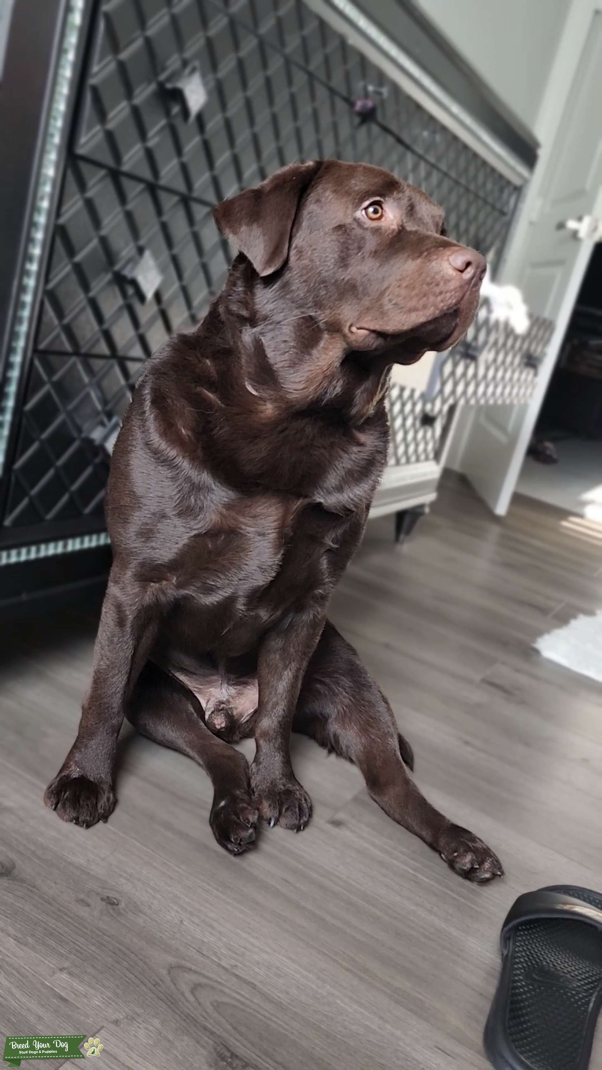 English Chocolate Lab Stud Dog in Fl, the United States Breed Your Dog