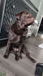 English Chocolate Lab Listing Image