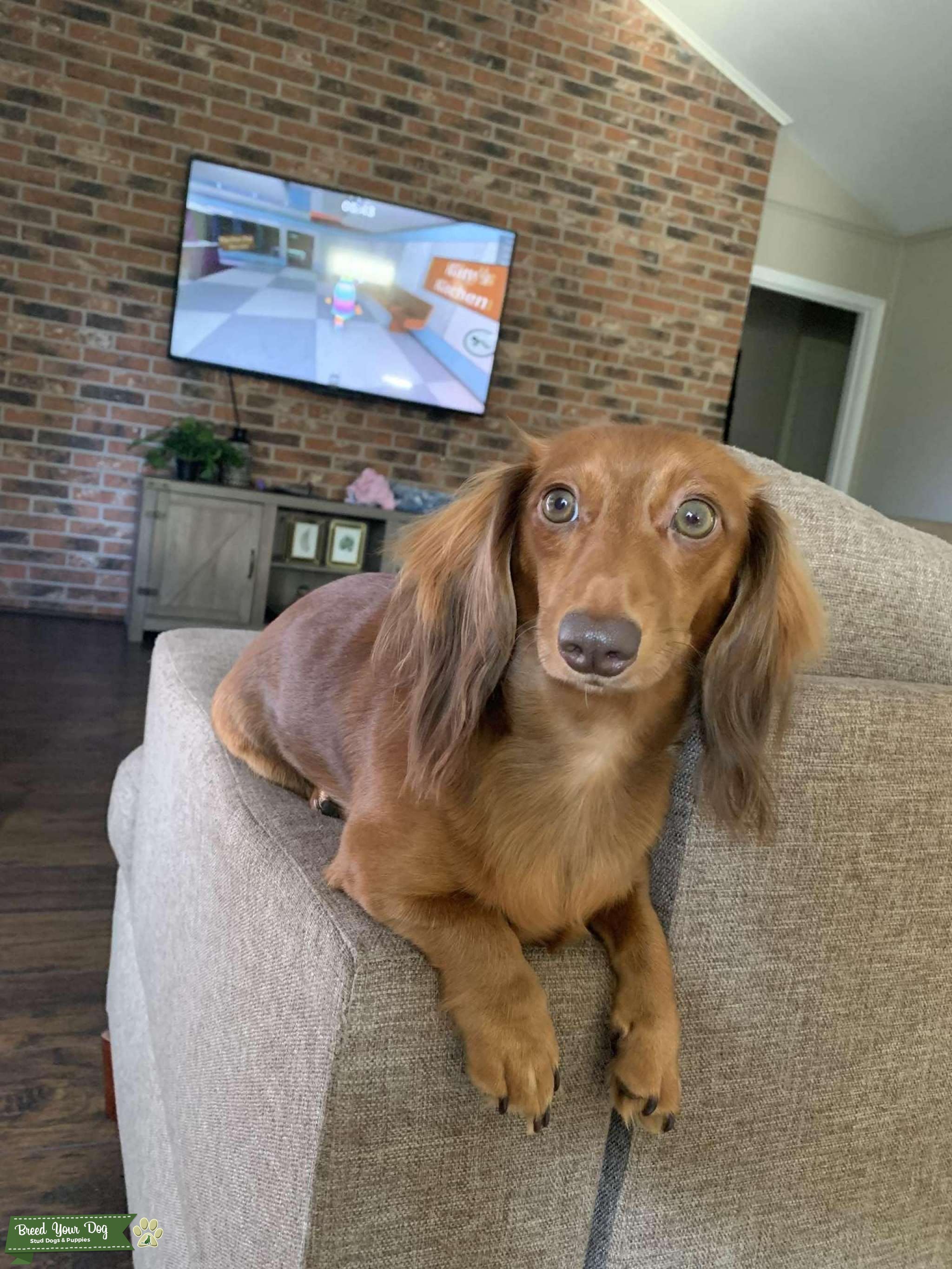 Miniature long haired dachshund weenie Stud Dog in Harris county, the