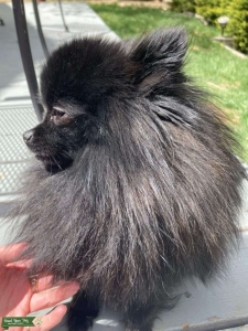 Fullbred Pomeranian Stud  Listing Image