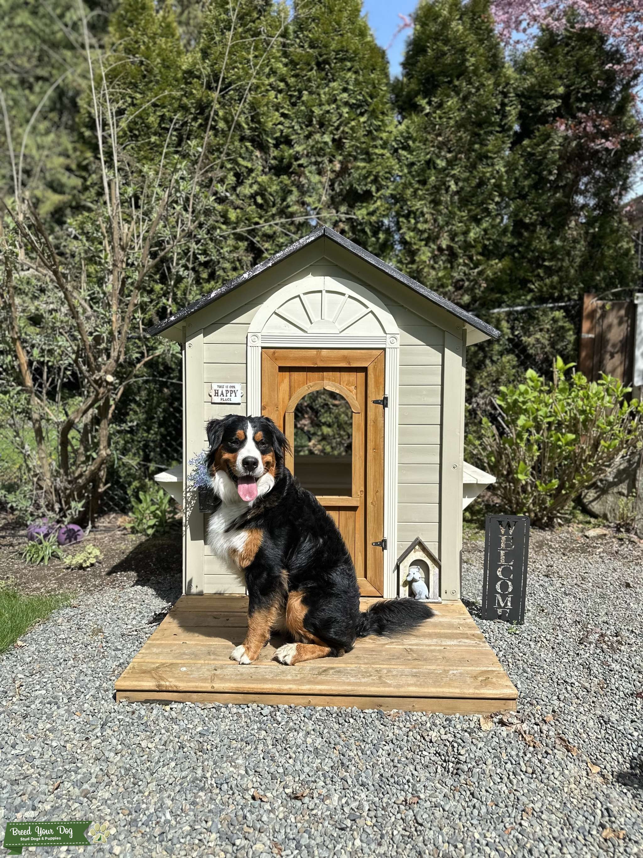 Bernese Mountain Dog Stud Dog in Victoria, the United States Breed
