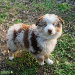 Toy/Mini Australian Shepherd - Male, Blue-eyed Red Merle Listing Image