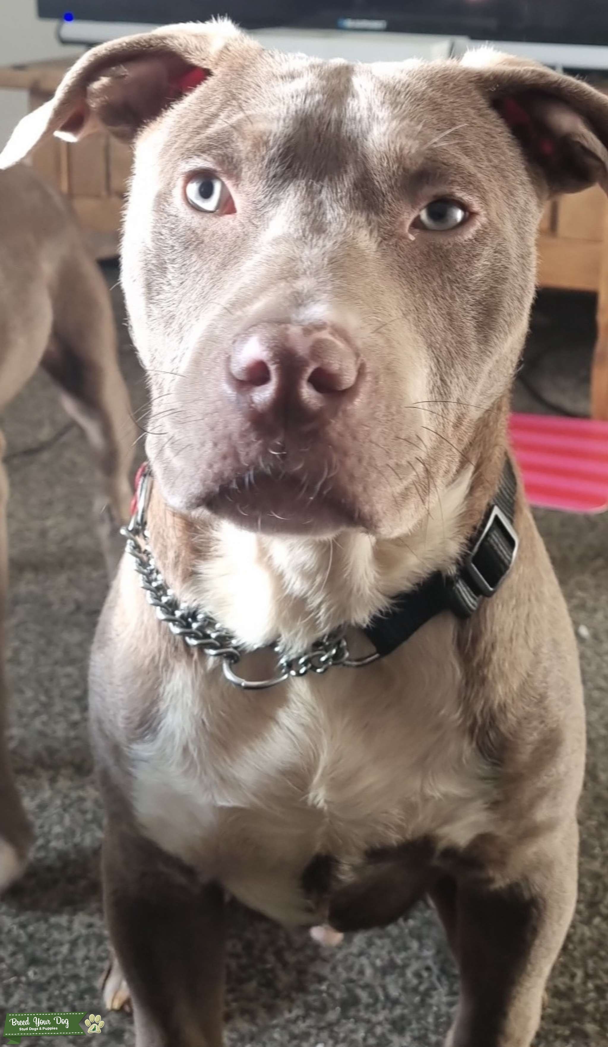 Xl bully Bossy bloodline Stud Dog in Lancashire, the United Kingdom