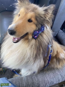 Shetland Sheepdog Listing Image