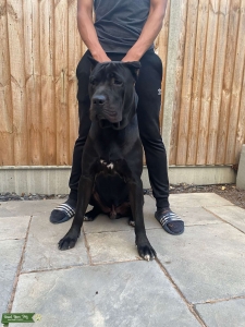 Legendary bloodline Presa Canario for STUD Listing Image