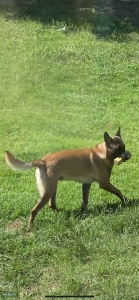 Purebred Belgian Malinois Listing Image