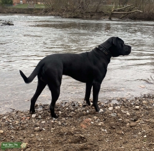 Presa Canario 2 year old for Stud Listing Image