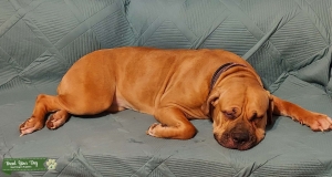 American Bulldog/CaneCorso-Neopolitain mastiff  Listing Image
