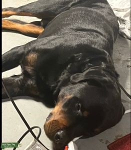rottweiler stud  Listing Image