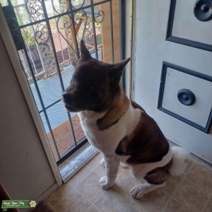 Palamino Akita Black, White, Brown with Redish Highlights. Great temperament, large build    Listing Image