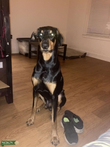 Doberman Stud  Listing Image