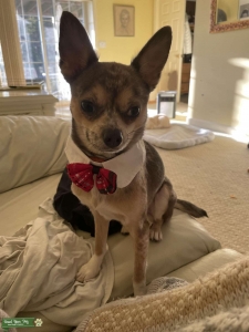 Young Handsome Fawn Merle Chihuahua looking for a lady  Listing Image