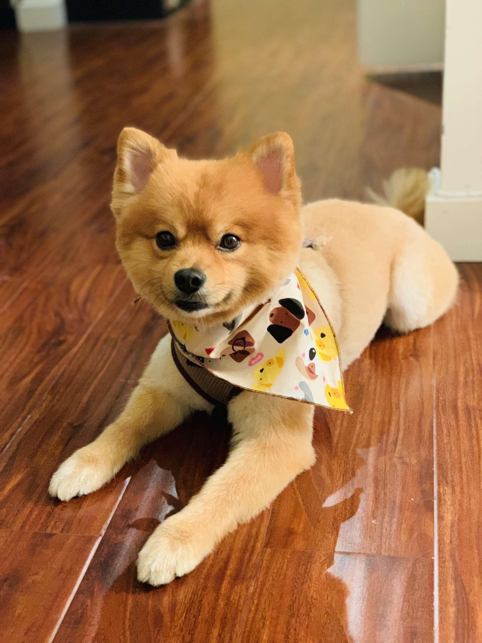 Male Orange Pomeranian Smart Taller than most pomeranians Ready