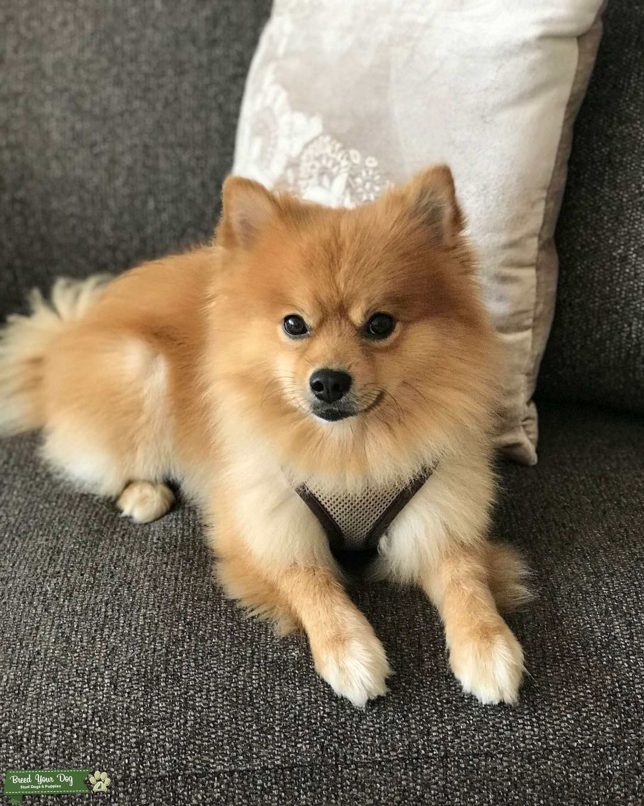 Male Orange Pomeranian Smart Taller than most pomeranians Ready