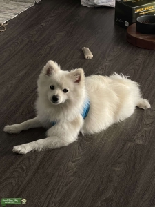 Beautiful 3 years old American Eskimo  Listing Image
