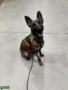 Dutch Shepherd looking for stud Listing Image