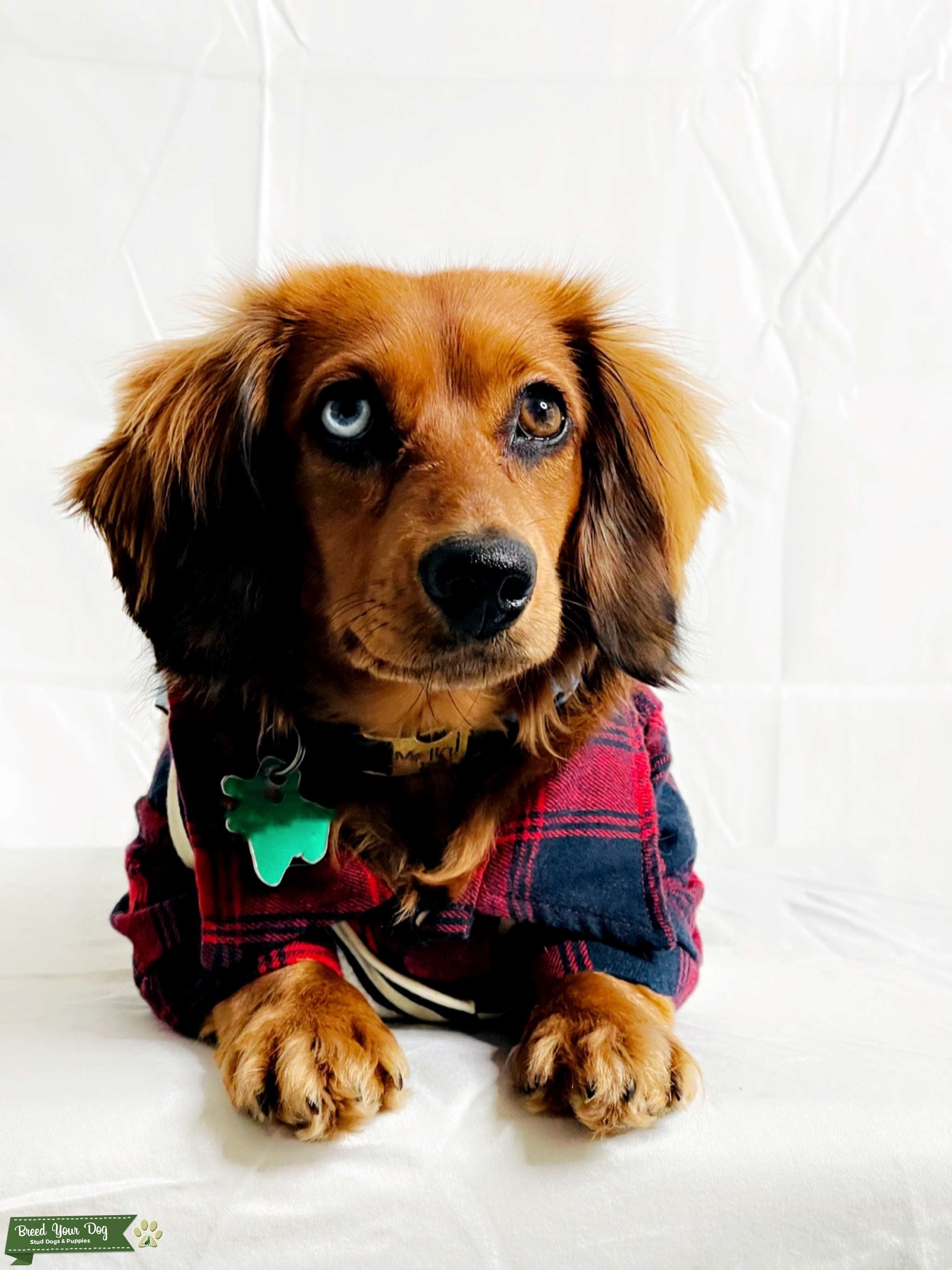 Dachshund Stud Stud Dog in Texas, the United States Breed Your Dog