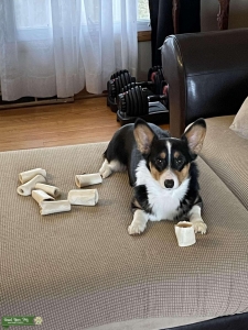 Looking for corgi stud Listing Image