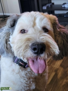 Imported-Akc-Ofa: Old English Sheepdog  Listing Image