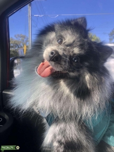 Blue Merle Pomeranian  Listing Image