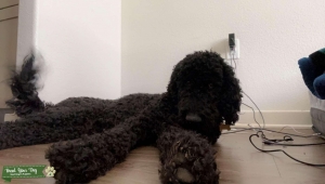 Black F1BB Goldendoodle For Stud Listing Image
