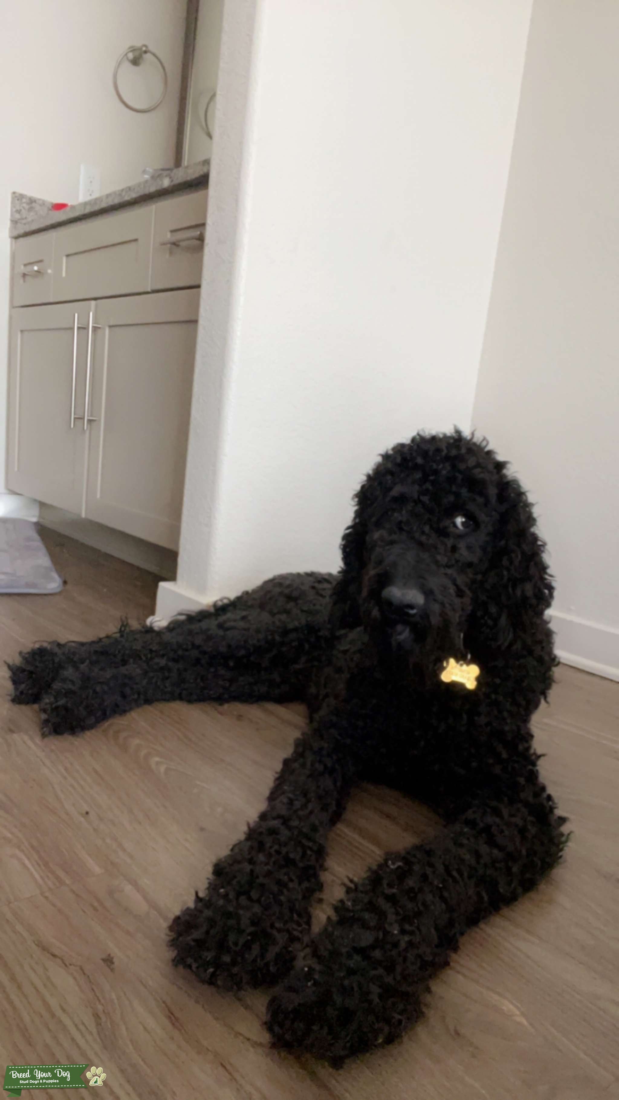 Black F1BB Goldendoodle For Stud Stud Dog in Arizona, the United