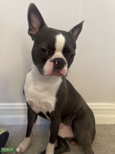 AKC Blue Boston Terrier Stud: Old School Conformation Listing Image
