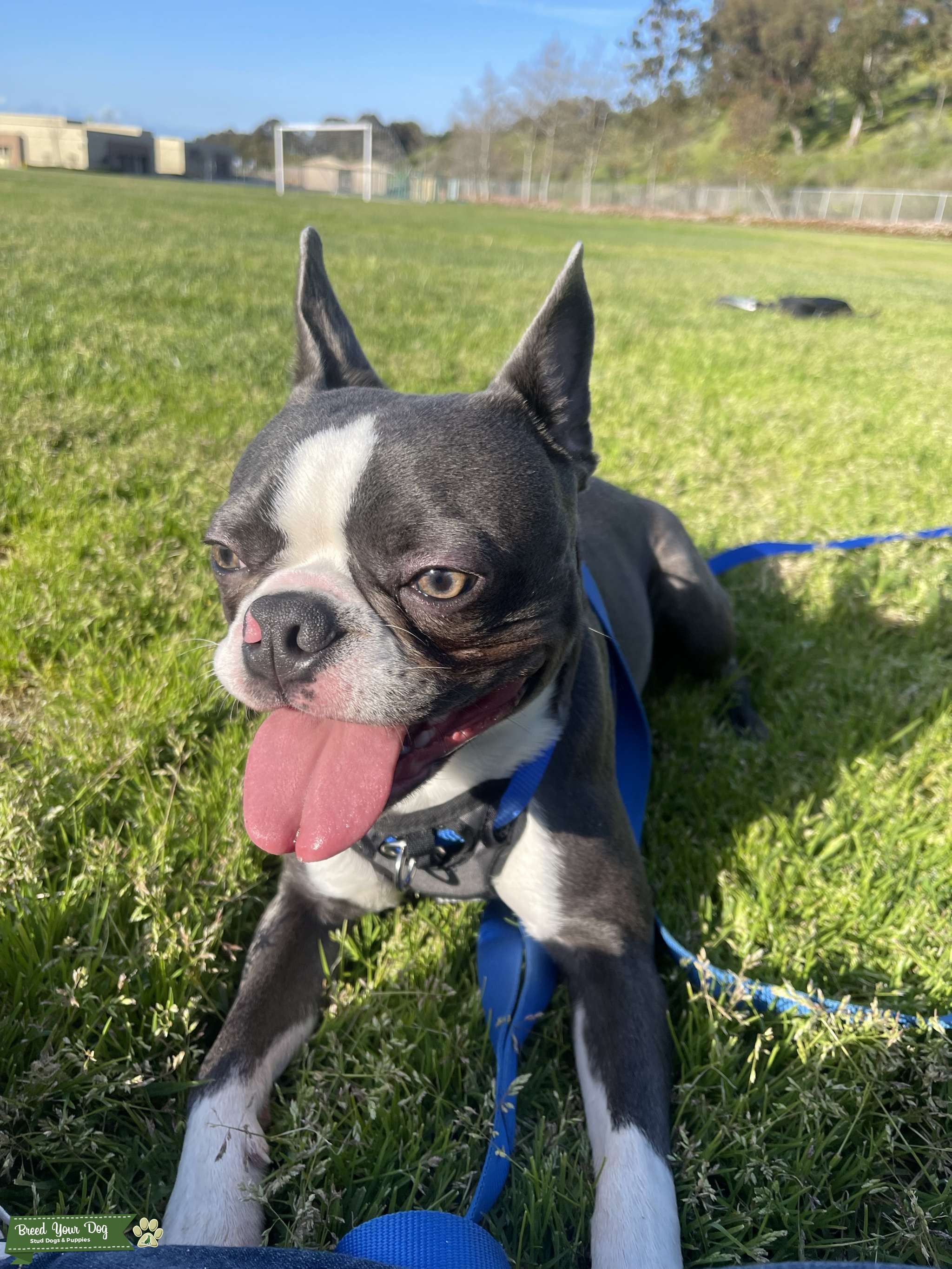 AKC Blue Boston Terrier Stud Old School Conformation Stud Dog in