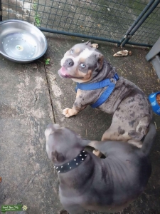 Boss is ukc merle avail for stud services.  Listing Image