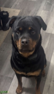 Rottweiler- currently in heat  Listing Image