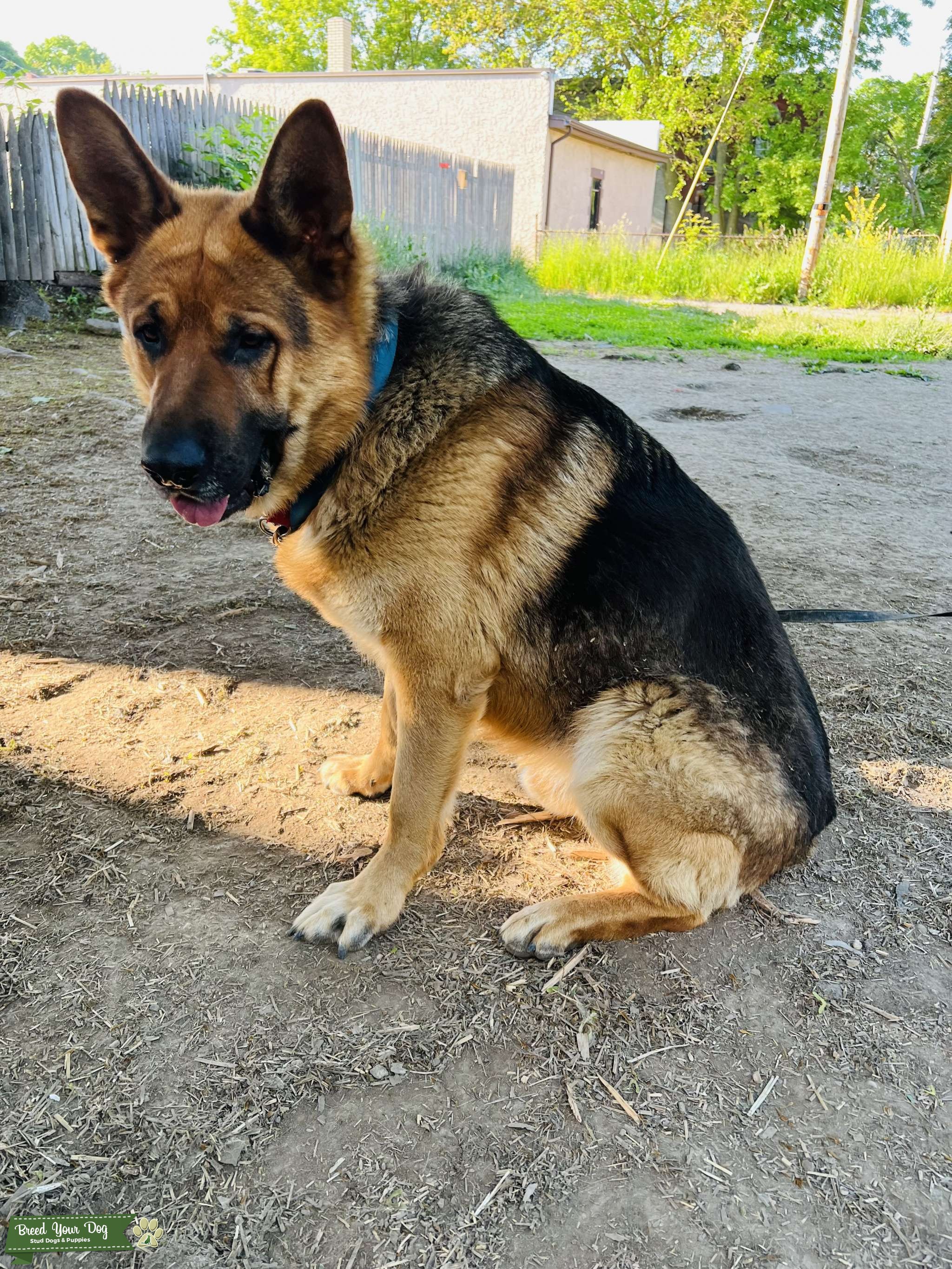 Western German show line GSD big male red n black Stud Dog in Buffalo Niagara upstate , Egypt