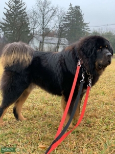 Tibetan Mastiff Stud Listing Image