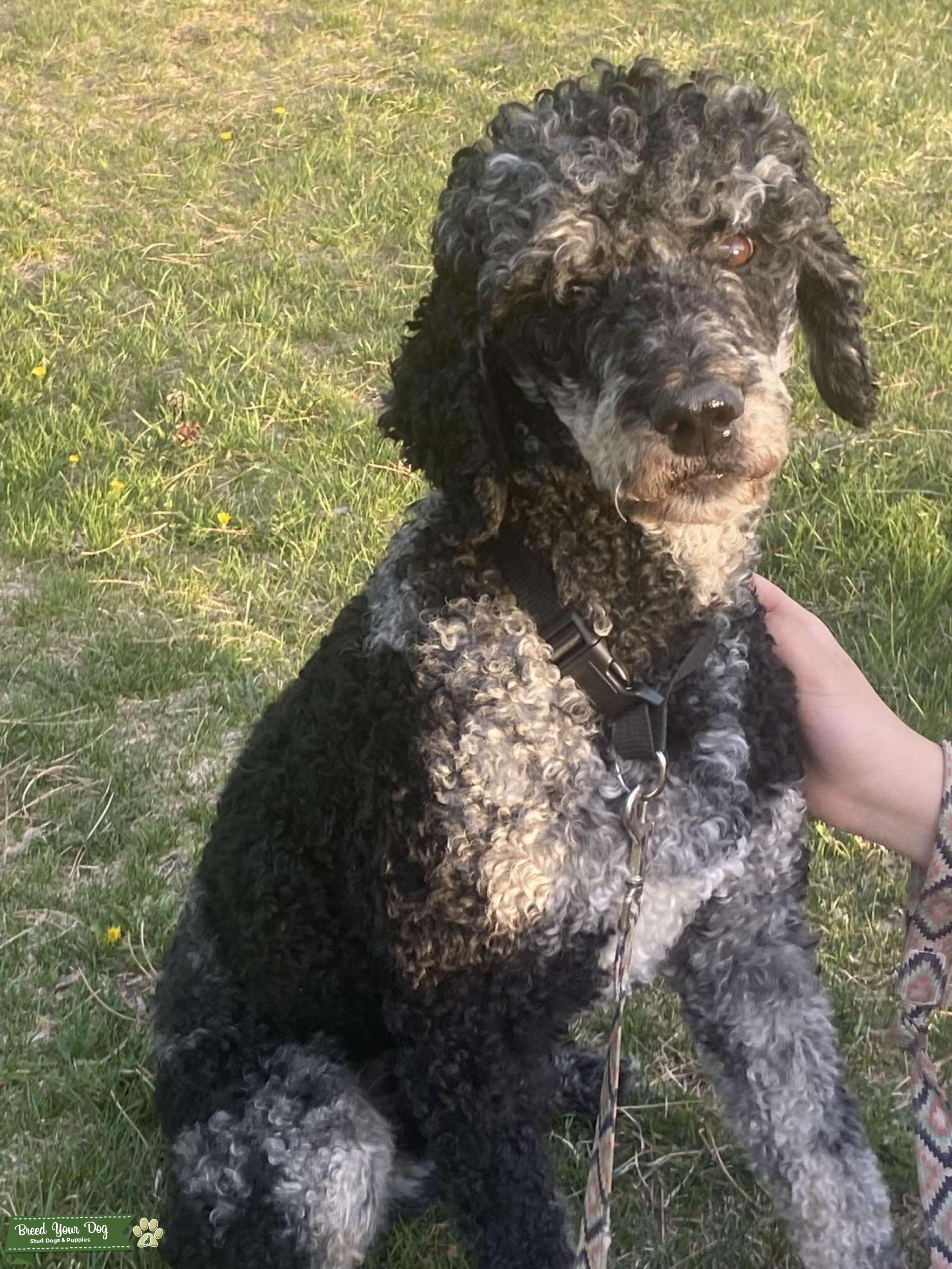 AKC, OFA Phantom TRICOLOR merle Standard Poodle with RARE GENES Stud
