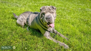 grey Chinese shar pei   Listing Image