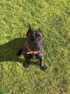 Presa Canario Male Listing Image