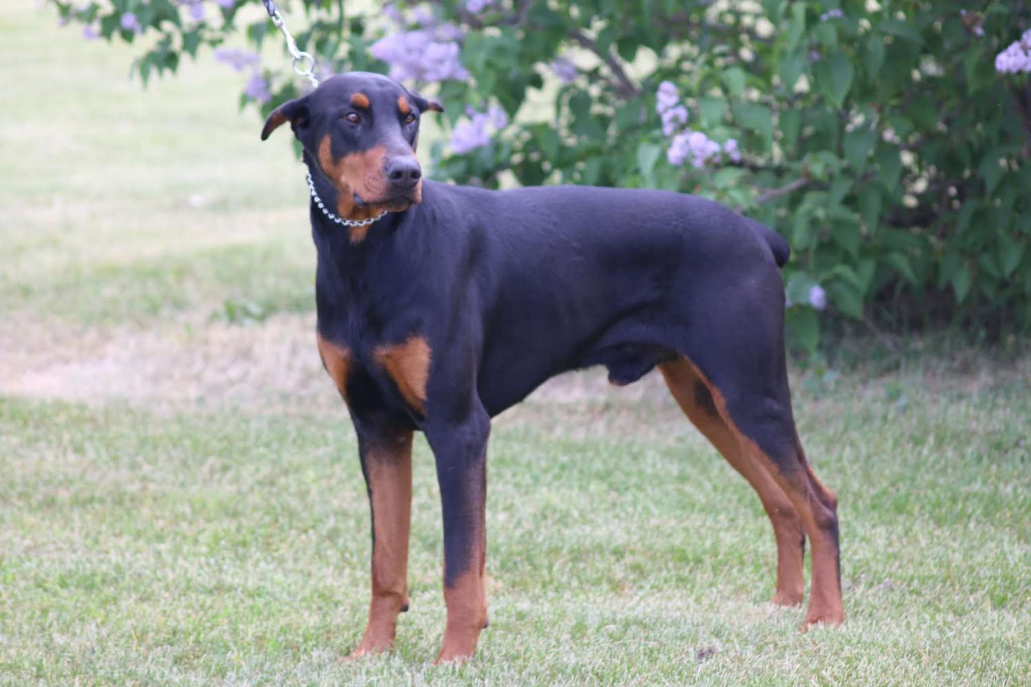 Beautiful Doberman stud from Lincoln Dobermans Stud Dog in Midwest