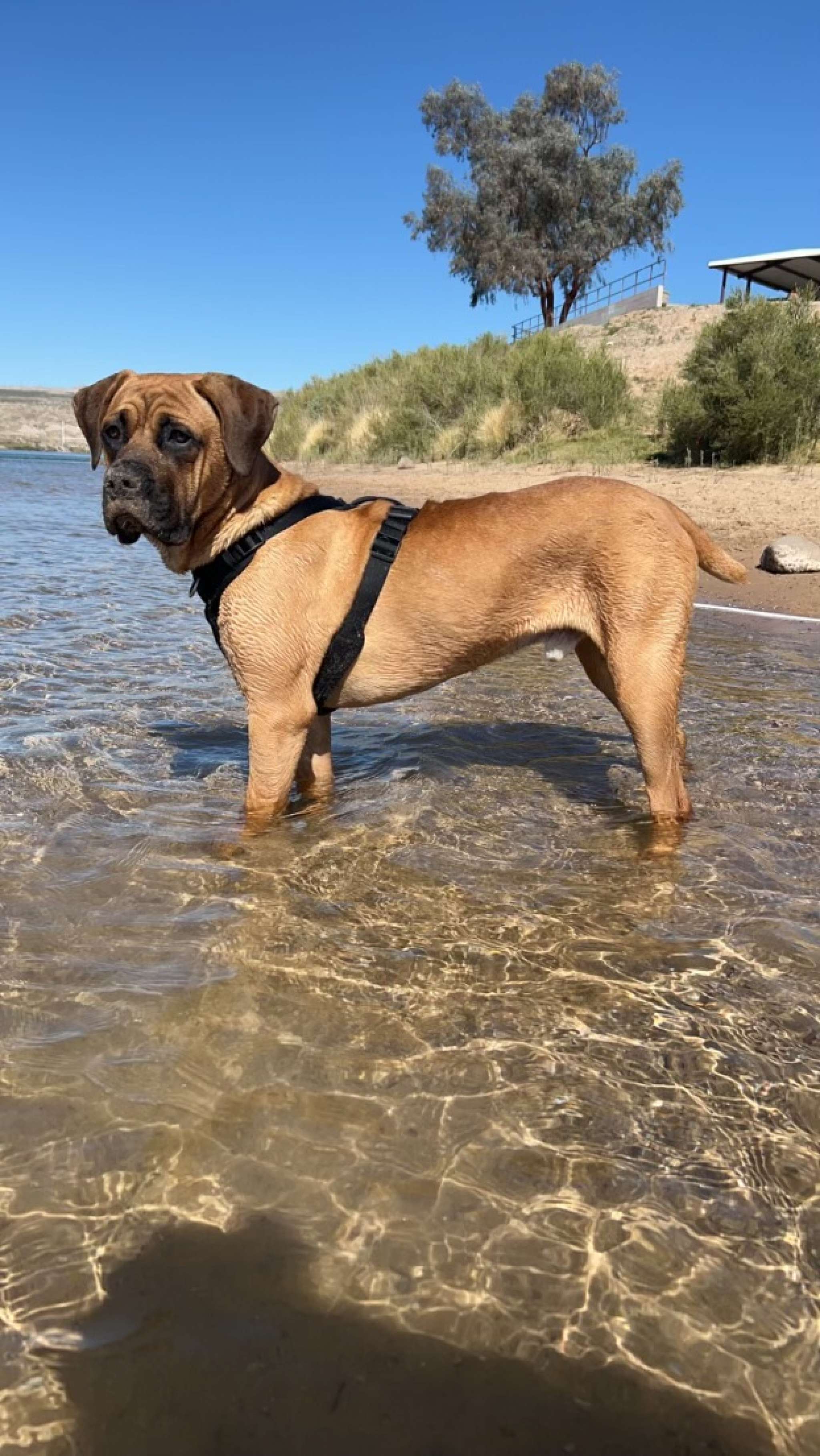 Looking for a purebred female who is certified! Stud Dog in Las Vegas