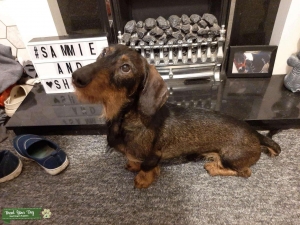 Exceptionally well bred Daschund Listing Image