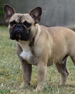 AKC French Bulldog Stud Listing Image