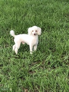 Leo - Toy Poodle Listing Image